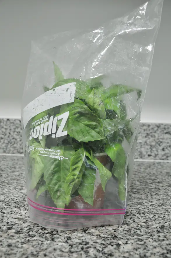 How To Store Fresh Basil In Your Kitchen For 3 Weeks