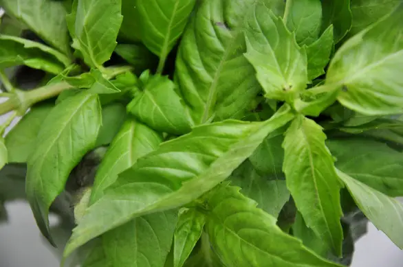 How to Store Fresh Basil In Your Kitchen for 3 Weeks StreetSmart