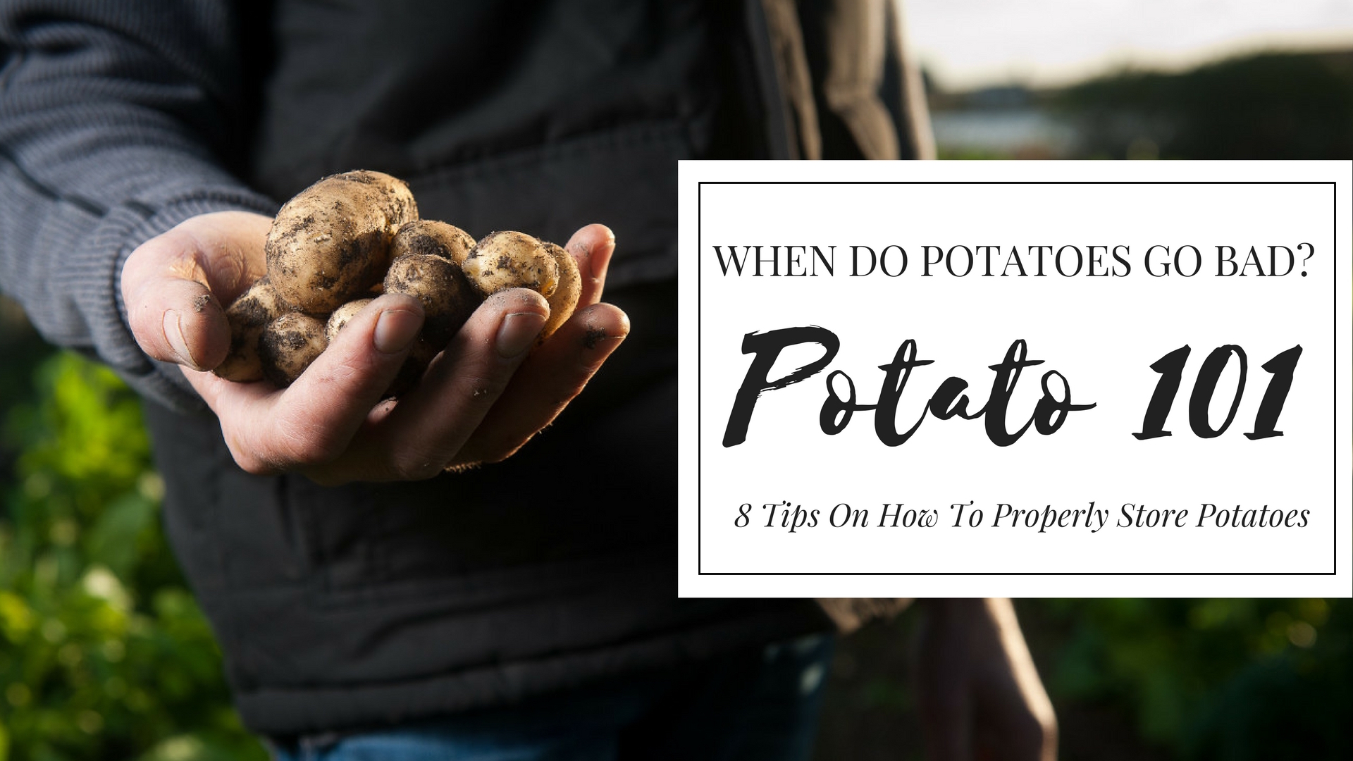 When Do Potatoes Go Bad Potato 101 StreetSmart Kitchen   When Do Potatoes Go Bad 1 