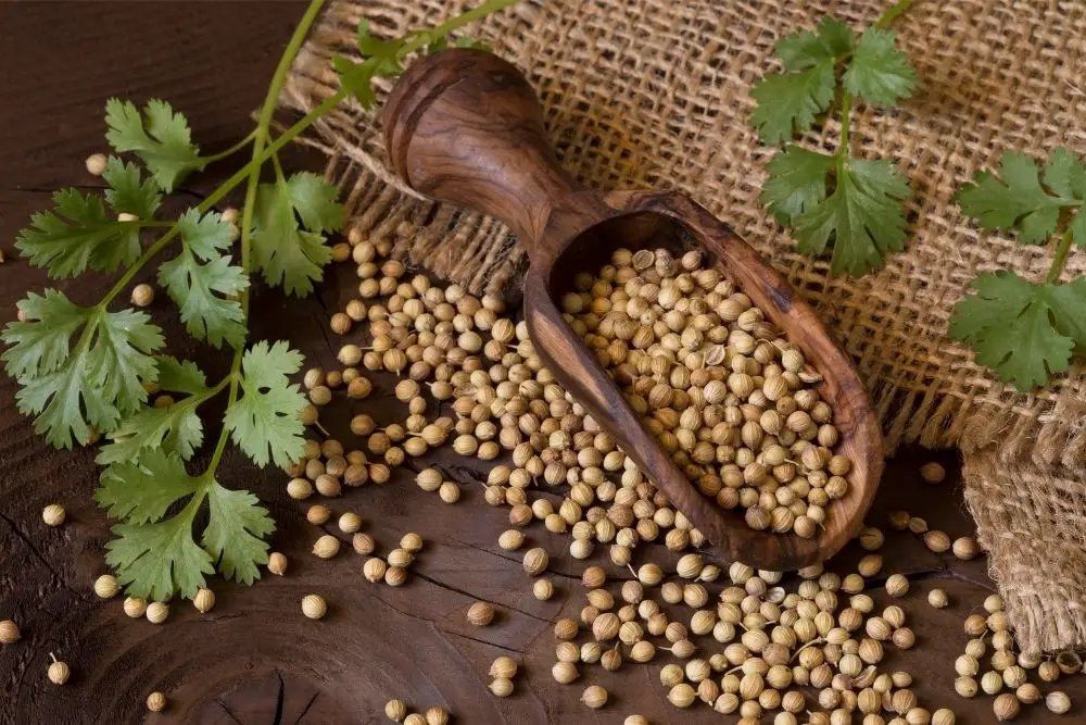 Need a Coriander Substitute? Here are 4 Similar Options StreetSmart